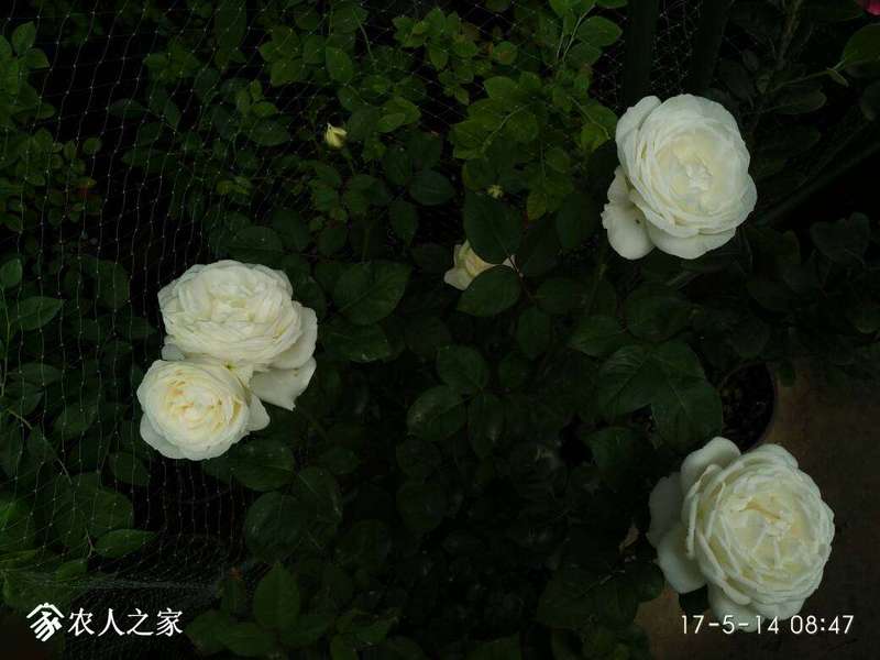 121635k37slm13m171ldmm.jpg