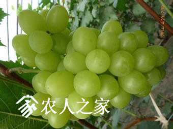 131959w4t7061ubn169bbu.jpg