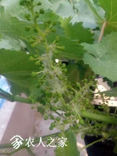 IMG_20170520_080141.jpg