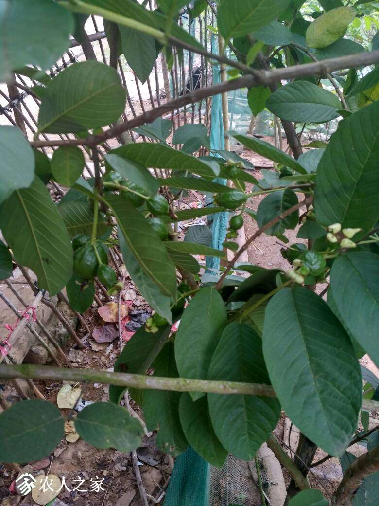 论坛 69 ≡南方果树区≡ 69 番石榴论坛 69 野生番石榴丰产中