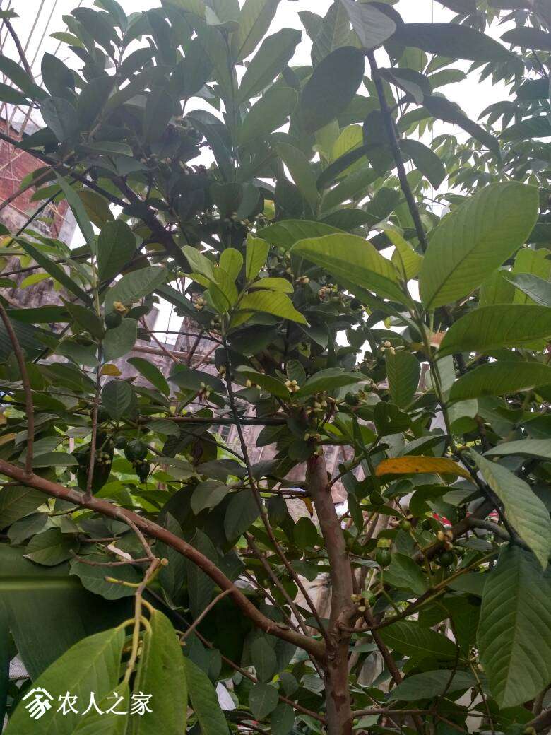 论坛 69 ≡南方果树区≡ 69 番石榴论坛 69 野生番石榴丰产中