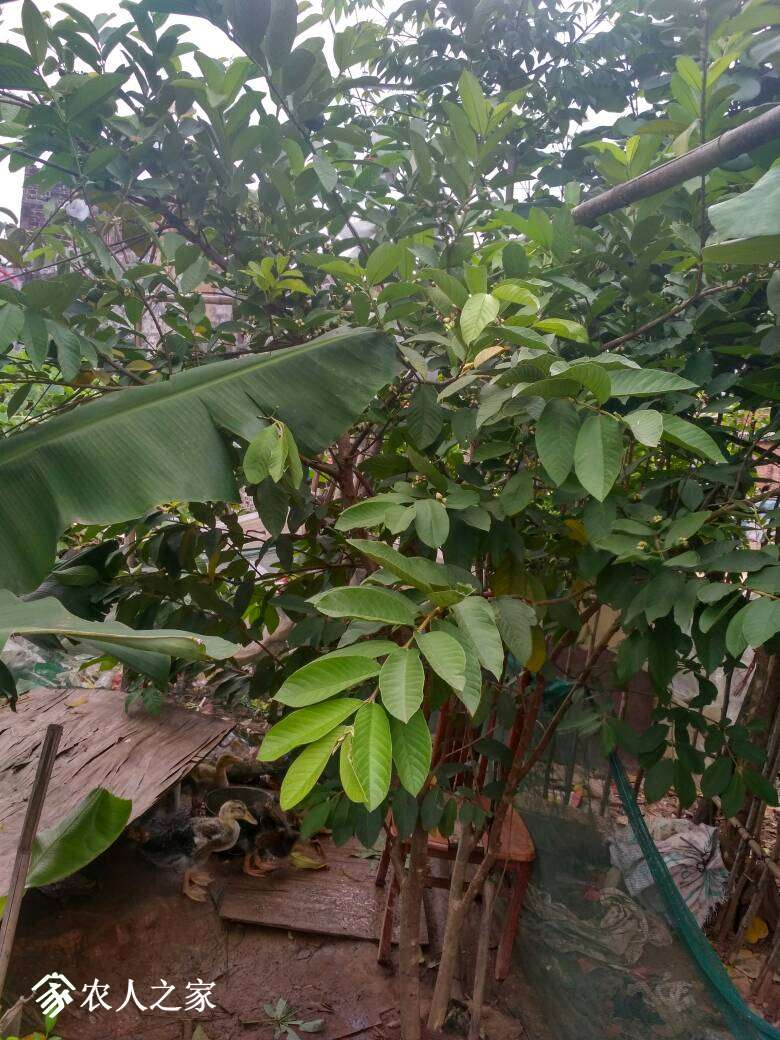 论坛 69 ≡南方果树区≡ 69 番石榴论坛 69 野生番石榴丰产中