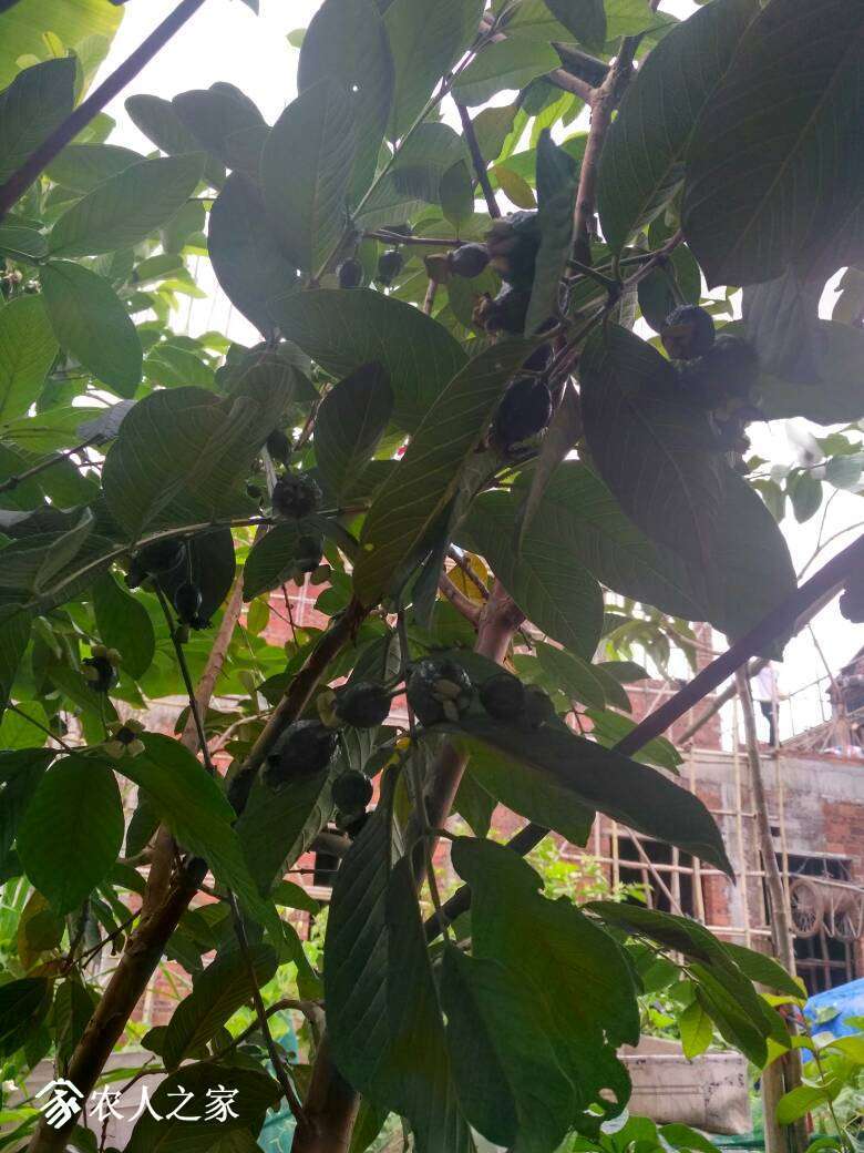 野生番石榴丰产中