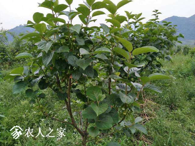 223040pdr779dt3s7s73zm.jpg
