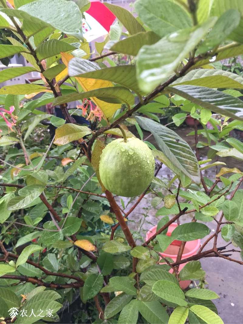 这是什么品种的番石榴