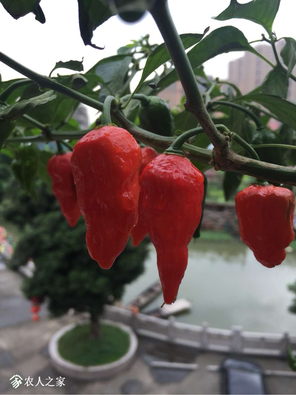 魔鬼椒 死神辣椒苗,陆续发货