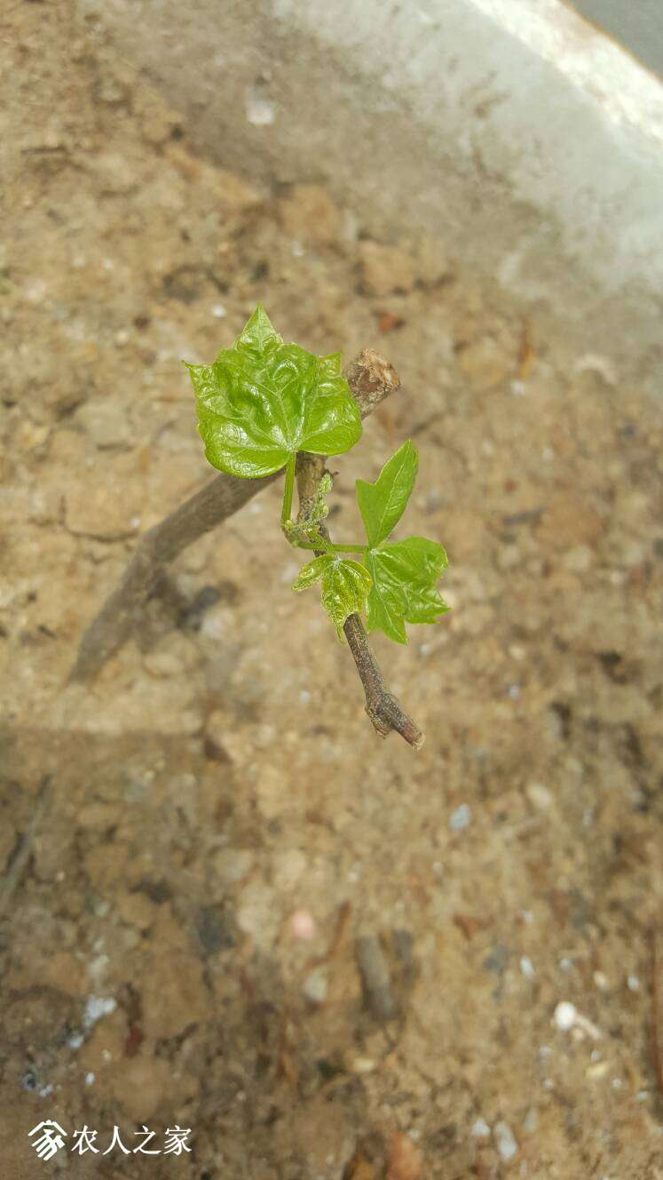 140342y17zni47tampnnif.jpg