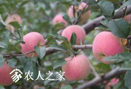 ƻѡʹòƲƷ.jpg