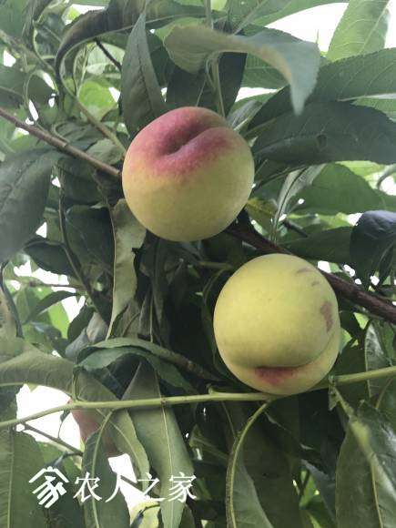 ոȥĵ