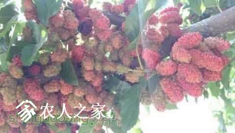 pic_uc_1492437783217.jpg