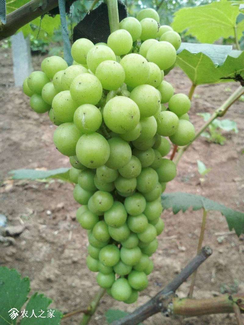 084854syubdrpxtoboytui.jpg