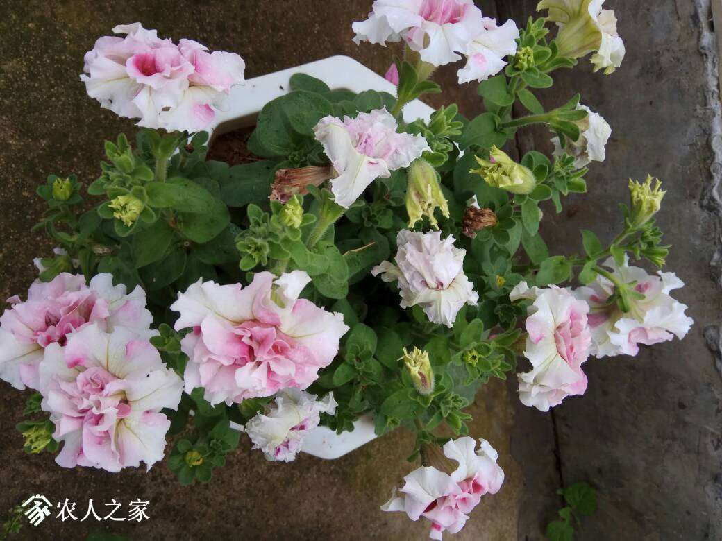 104020sn4d5ldlpq3o3qlz.jpg