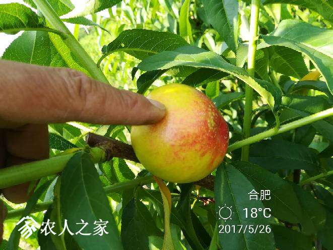 144852xxu8cnvxp55pn8mp.jpg