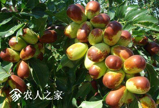 ޽ҪЩ޽ӱȽϺã.jpg