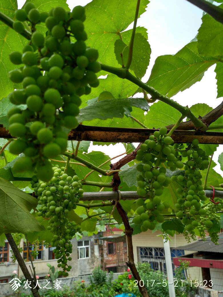 192119jtquqjjetal4p2qa.jpg