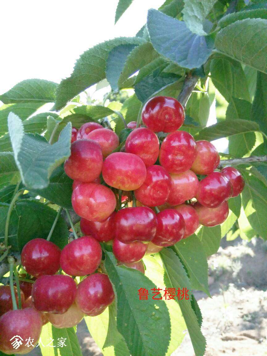 093045smrojcohl1qhljmj.jpg