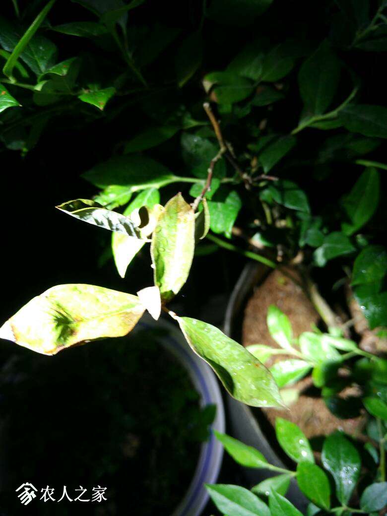 103207o6b14491o41bkn5i.jpg