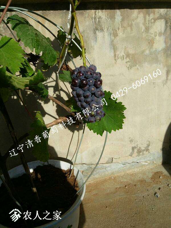 165008unx4bxmneoo1nxnq.jpg