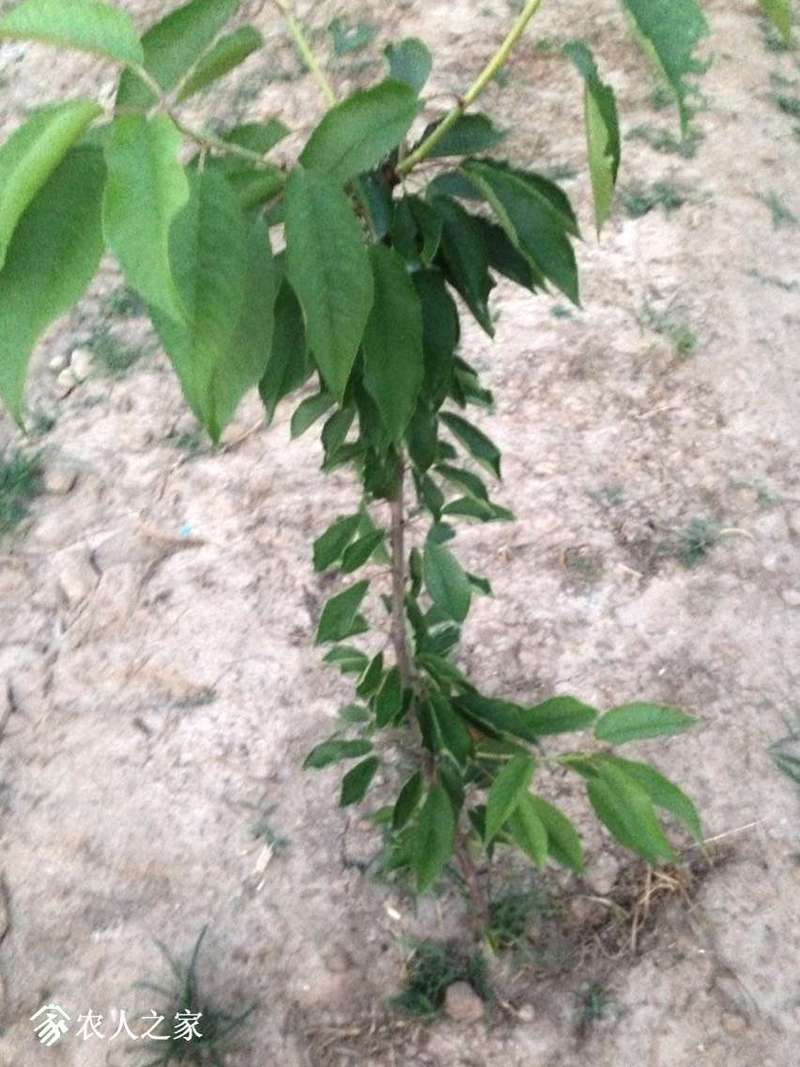 夏季樱桃侧枝怎么处理