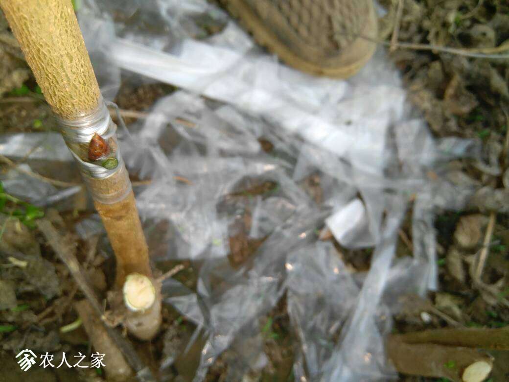 070108rml4fmfvx4blgzbn.jpg