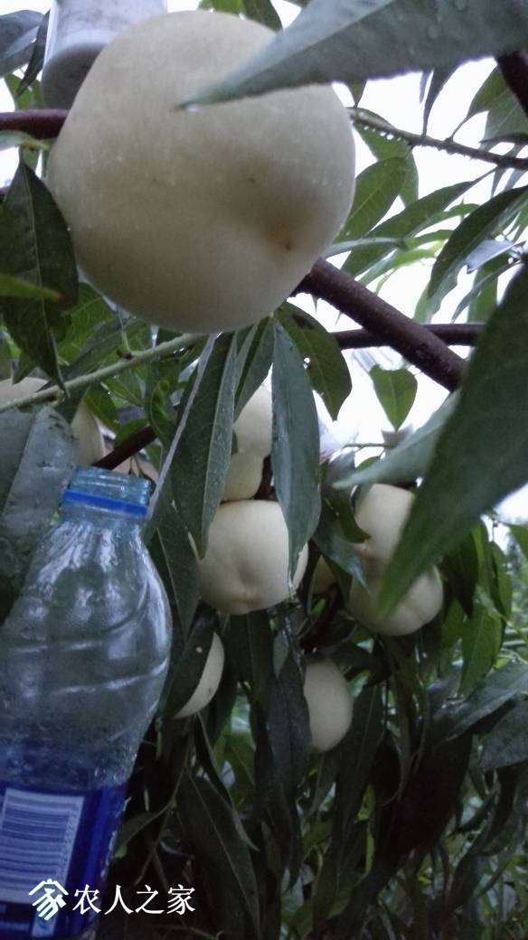 015453p9pdbkfnbnzn399o.jpg