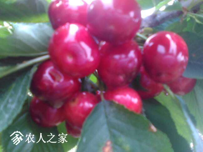 071759lutvmbenxnebaxus.jpg