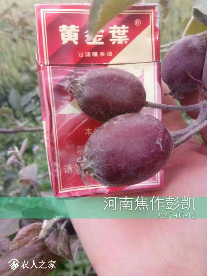 114728gyoygz3ayo46zo1t.jpeg