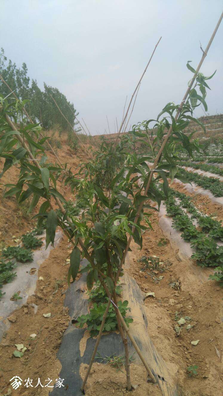 200549p2i2cidw1sksidar.jpg