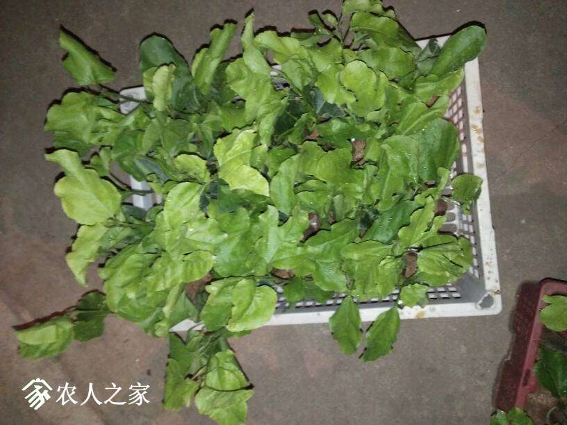 233420b0a88d7qz0eyekei.jpg