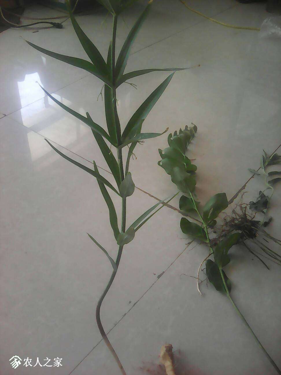 084706aj66y6p88adani8p.jpg