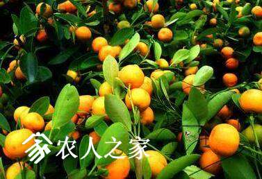 ټ޽ӺιЩ޽ӣ.jpg