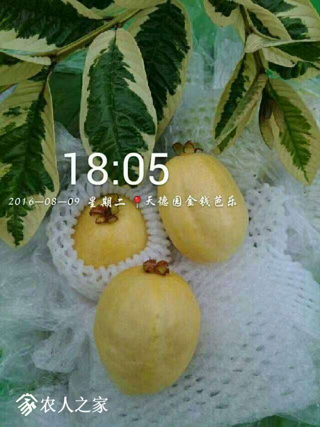 221159qxxezpydxgabkrk3.jpg