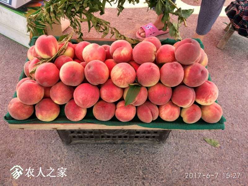 052844t1pcpjsv8oogssop.jpg