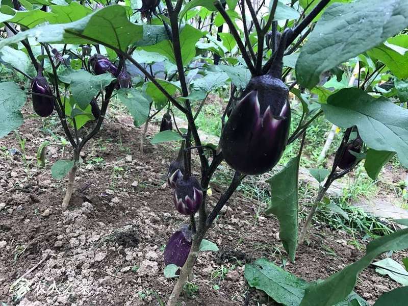 我家的圆茄子真丰产