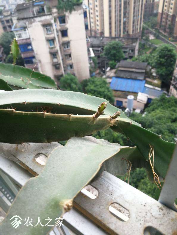 为什么我的火龙果不长花芽