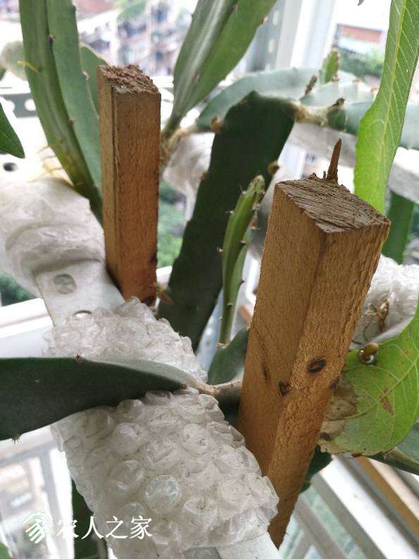 为什么我的火龙果不长花芽