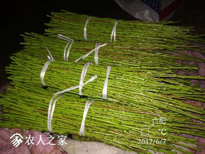 214238snkpbq6bqjjsqls2.jpg
