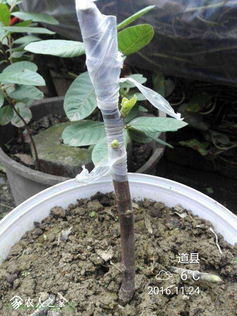 004210v2olj7ekezsw31ss.jpg