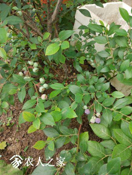 IMG_20170610_103152.jpg