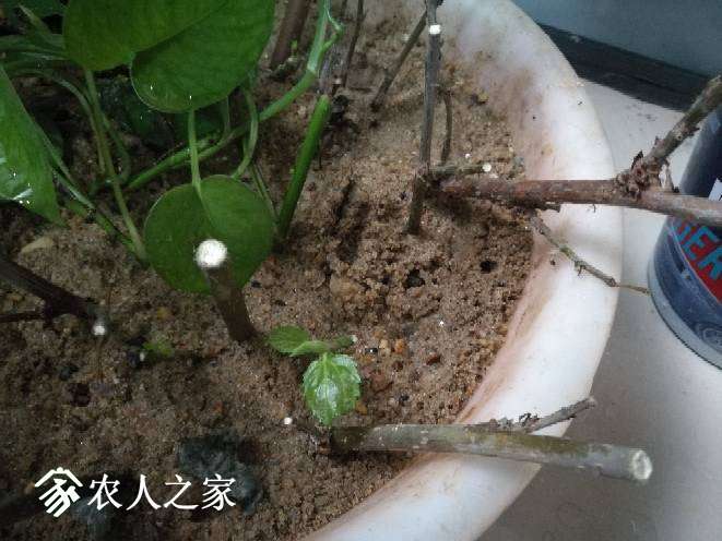 170726x0m4ce9igm47c575.jpg