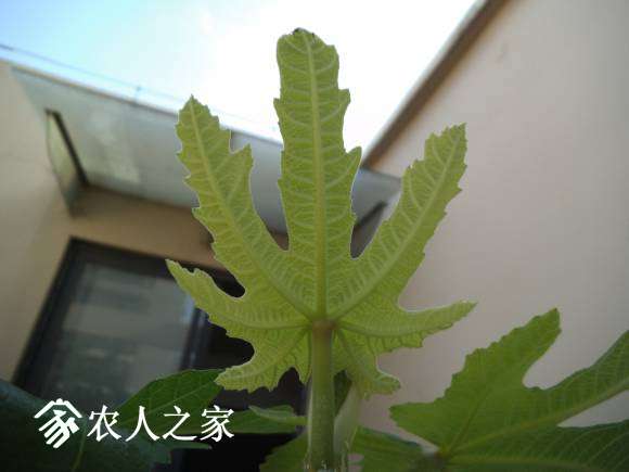 DSCF2213.JPG