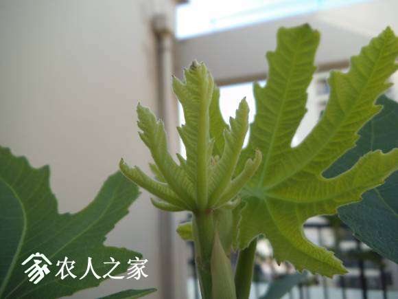 DSCF2227.JPG