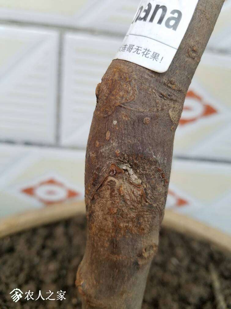 185353kd1hojjckllv1ikc.jpg