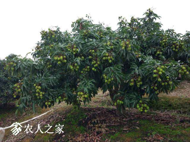 102052gk2ml9gbxx6928yx.jpg