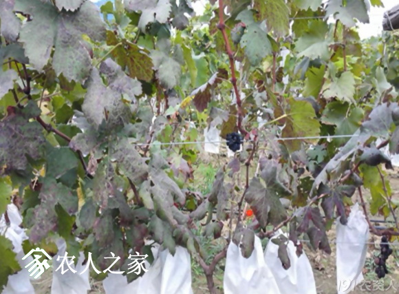 20170614_155958_037.png