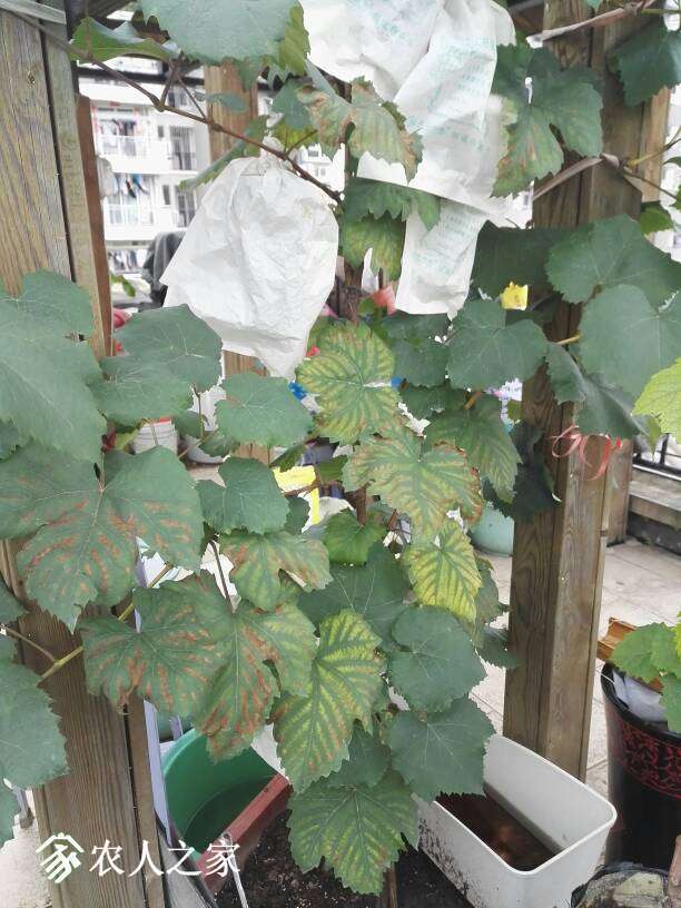 144617v8srwss2qpjr2o5r.jpg