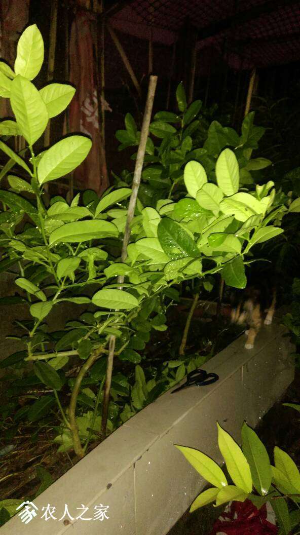 223109w4fn81e420f256je.jpg