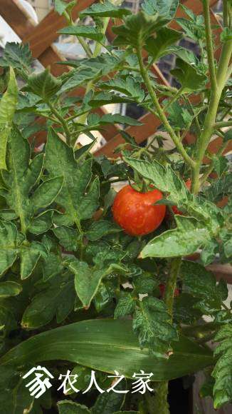 这种小番茄很好吃,不知道什么品种
