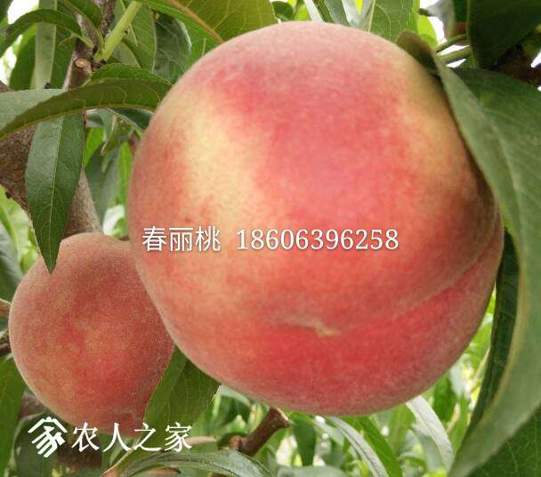 100055ui9o64m4iyywvozp.jpg