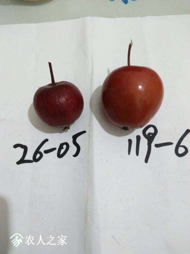 203720mrshzweq32orecc9.jpg